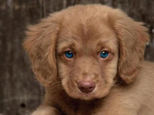 a.baa-cute-dog-is-in-sad-mood.