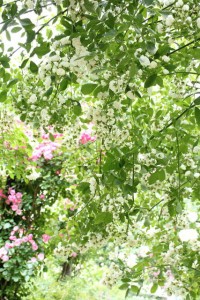 66a296d367b20c3dfdc255c50e853f2eed3b74c2